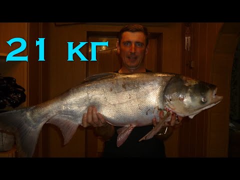 Видео: Ловля ТОЛСТОЛОБА. Раки меня поставили раком