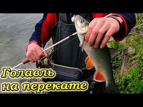 Видео: Ловля ГОЛАВЛЯ на Спиннинг. ПРАВИЛЬНАЯ Проводка и ПРИМАНКА Залог Успеха!