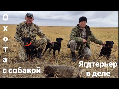 Видео: Охота на барсука.Охота с собакой, ягдтерьер в норном деле. Сезон 2021.German Jagdterrier on the hunt