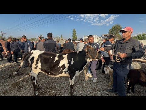 Видео: МОЛБОЗОРИ ШАХРИНАВ НАРХИ ГОВИ МАЙДА КАЛОН ФАРБЕ 10 октября 2024 г.