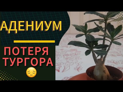 Видео: КАУДЕКС АДЕНИУМА ПОТЕРЯЛ ТУРГОР🤦‍♀️.ЧАСТЬ1 (ОСМОТР КОРНЕЙ И МОИ ДЕЙСТВИЯ✌️)