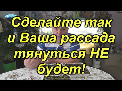 Видео: Тянется рассада после всходов? Сделайте так и вытягивания не будет!