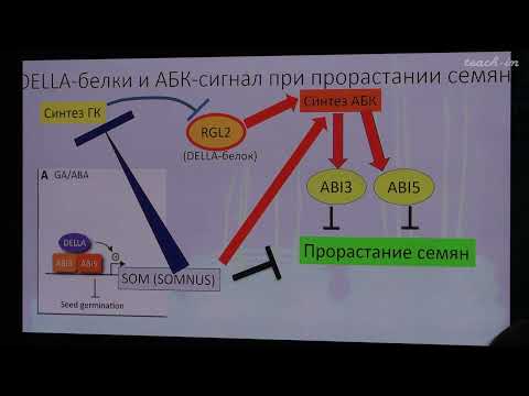 Видео: Лабунская Е.А. - Рост и развитие растений - 9. DELLA-белки. Эффекты гиббереллинов. АБК