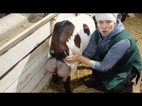 Видео: САМЫЕ КРУПНЫЕ КОЗЫ В НАШЕЙ УСАДЬБЕ