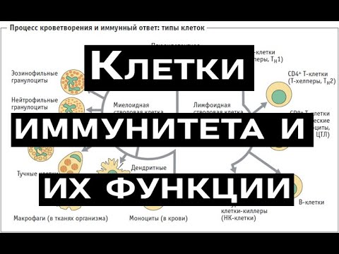 Видео: Антитела и клеточный иммунитет, механизмы работы иммунной системы простым языком