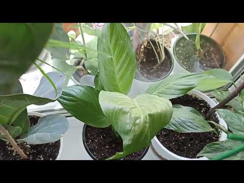 Видео: Комнатные Растения. Обзор Всех Моих Растений В Квартире🌿🌿🌿