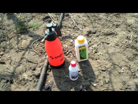 Видео: BiZar. Грунтовый инсектицид. Тест на щитовке.