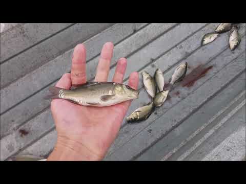 Видео: ВОТ ТАК НАДО ЗАРЫБЛЯТЬ ВОДОЁМЫ!!!! Зарыбление вдхща 1800 га карпом.