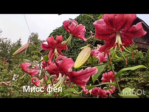 Видео: Какие лилии выбрать? Советы начинающим цветоводам. Деление на группы, разбор луковиц, место посадки.