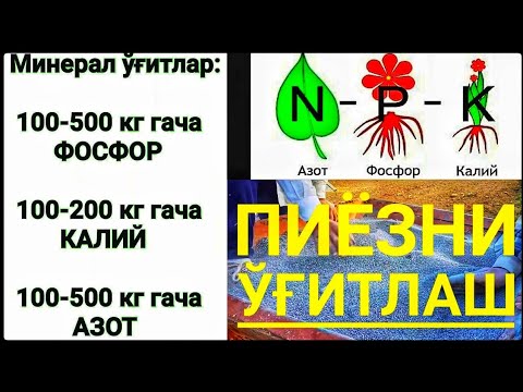 Видео: Пиёзга қачон - қанча миқдорда минерал ўғитлар бериш керак ?