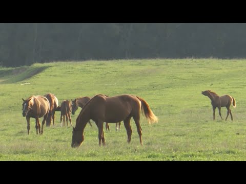 Видео: Конный завод им.комдива П.И. Мощалкова в деревне Кузьмино