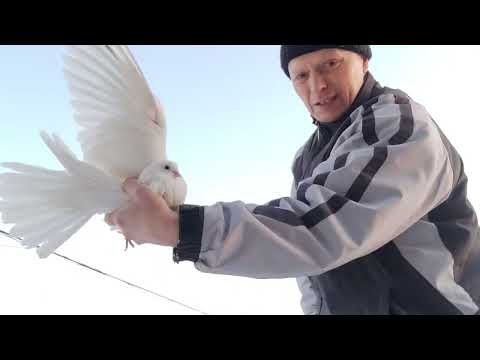 Видео: Каких Николаевских голубей оставил на племя?