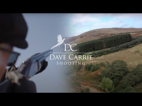 Видео: Великолепные шотландские фазаны (охота на Дэйва Кэрри)