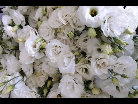 Видео: Эустома на 4-й день после всходов.24.01.2020