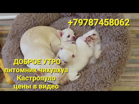 Видео: Мажориковичи ЯСЛИ питомник #чихуахуа Кастропуло #Крым купить щенка +79787458062 #chihuahua #puppy