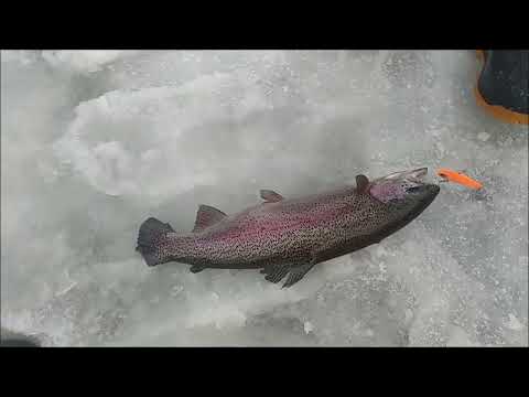 Видео: Поимки, сходы, обрывы на запуске. Нижний пруд. Клёвое место Лосиный остров.