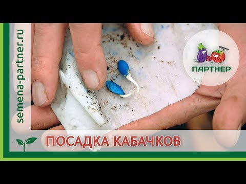 Видео: ПОСАДКА КАБАЧКОВ: КАК ЖЕ ВСЕ-ТАКИ УКЛАДЫВАТЬ СЕМЕНА?