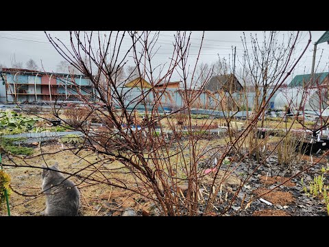 Видео: Жасмин (чубушник) весенняя обрезка🌸07.04.2024