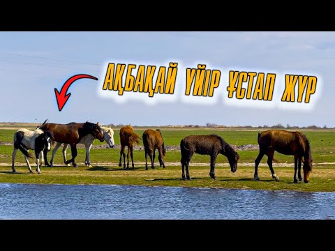 Видео: Ақбақай айғырдың үйірін далаға шығардым | Биелер бағынбай қораға қамап тұсаулап жібердім