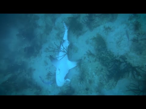 Видео: Удивительные случаи с акулами, снятые на камеру! АКУЛЫ В ДЕЛЕ!