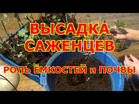 Видео: ВЫСАДКА САЖЕНЦЕВ винограда.  РОЛЬ ГРУНТА и ЁМКОСТЕЙ