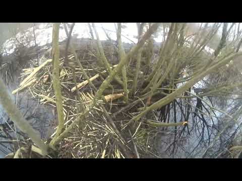 Видео: ОХОТА НА БОБРА КАПКАНАМИ. ВЛЕТЕЛ В КП-250. #охотанабобра#охотанабобракапканами#бобр#