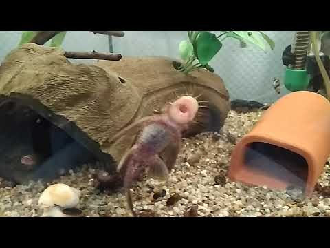 Видео: Ампулярии. Аквариумные растения.