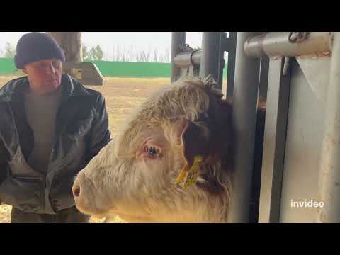 Видео: БЫКИ Герефорды Взвешивание/анализы #герефорд #бык #продажа #весы #станок #ветеринар#прививка #работа