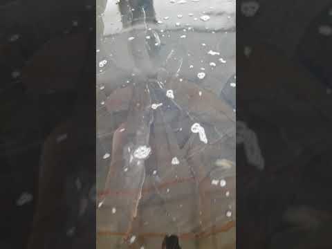 Видео: Африканский сом Узбекистане УЗВ +998 94 403 60 40