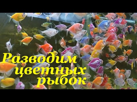 Видео: Тернеция глофиш разведение Как разводить тернеций Тернеция размножение