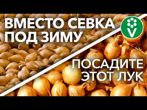 Видео: НЕ САЖАЙТЕ ЛУК-СЕВОК ПОД ЗИМУ! Для крупных луковиц и отличного урожая, сажаю не севок, а...