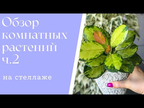 Видео: 🍃Обзор комнатных растений на стеллаже 🍃Часть 2