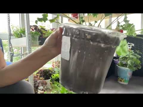 Видео: Пеларгонии, продолжаем обрезку красавиц 13.11.25 🌺🌺