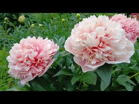 Видео: Цветут пионы! (11 июня)