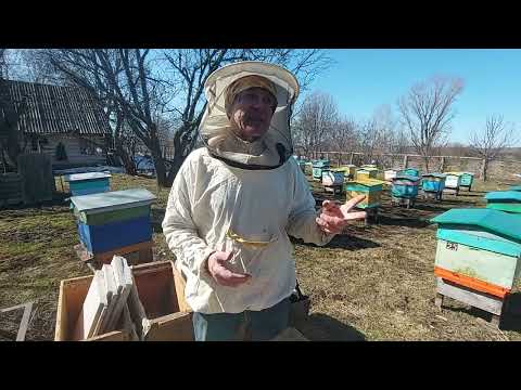 Видео: Пчеловодство №135 Весенняя ревизия пчел