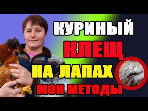 Видео: Куриный клещ на лапах. ИЗВЕСТКОВАЯ ЛАПА, как избавиться.