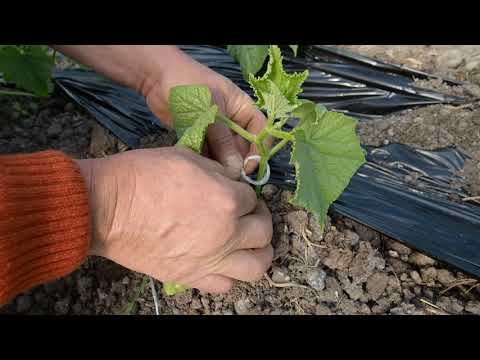 Видео: БЪЛГАРСКАТА ГРАДИНАРСКА ТРАДИЦИЯ част 28