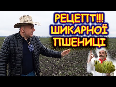 Видео: 🤔ЧИМ ВИТЯГНУТЬ 🌾ПШЕНИЦЮ🌾? ЧИ СТРАШНІ ПІЗНІ ПОСІВИ⁉️