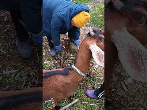 Видео: как прошел наш день, часа 4 гуляли. наш телеграмм https://t.me/breedertime/508