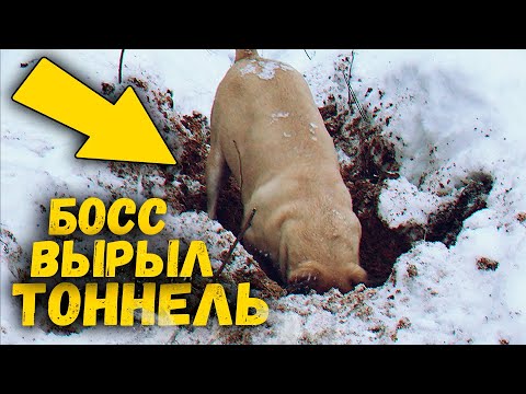 Видео: Новогодний поход в снежный лес. Босс ныряет в сугробы и роет глубокий тоннель / SANI vlog