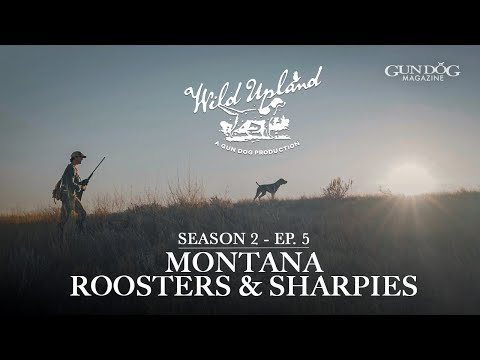 Видео: Montana Roosters & Sharpies с Final Rise-Wild Upland, сезон 2, серия 5