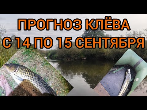 Видео: ЛУЧШИЕ ДНИ ДЛЯ РЫБАЛКИ.ПРОГНОЗ КЛЁВА С 14 ПО 15 СЕНТЯБРЯ.