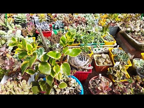 Видео: Суккуленты на улице 💚🌵/ 9 сентября 2024