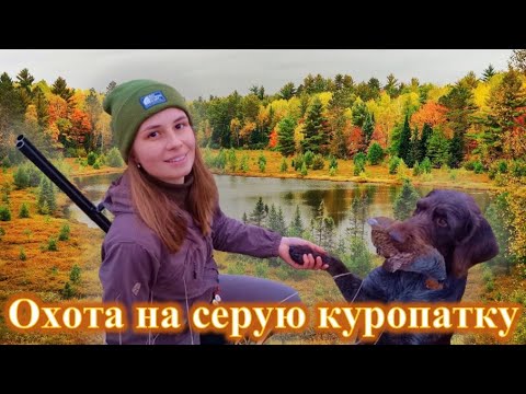 Видео: Охота на серую куропатку с дратхааром, девушка охотник / gray partridge hunting