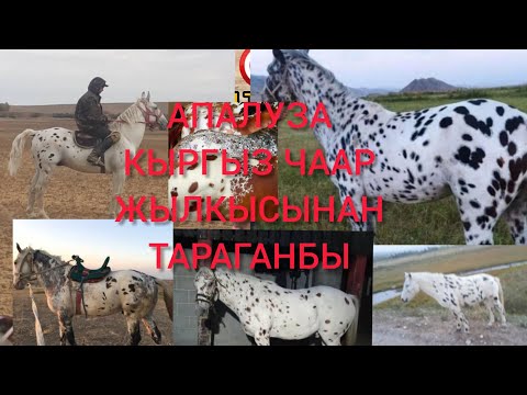 Видео: КЫРГЫЗ ЧААР ЖЫЛКЫСЫ