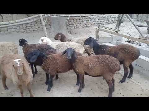 Видео:  Стоп фурухта шуданд. 988279820.