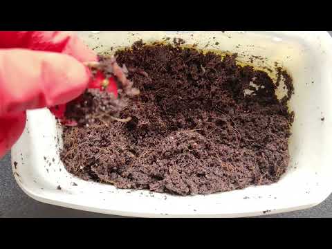 Видео: 11 Компостный червь в квартире. Две недели после переселения в новый субстрат.