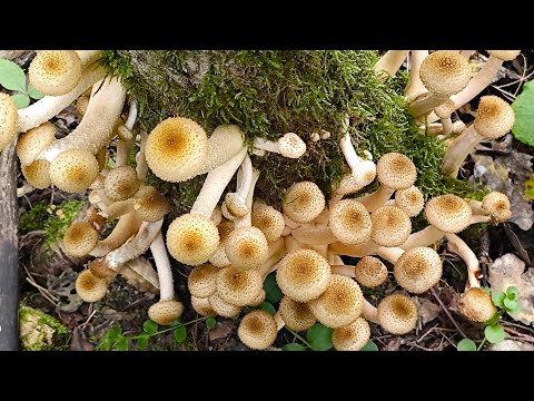 Видео: Из дальних странствий возвратясь, успел я на опят попасть!