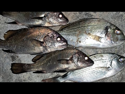 Видео: Октоподи и врани от Ставрос