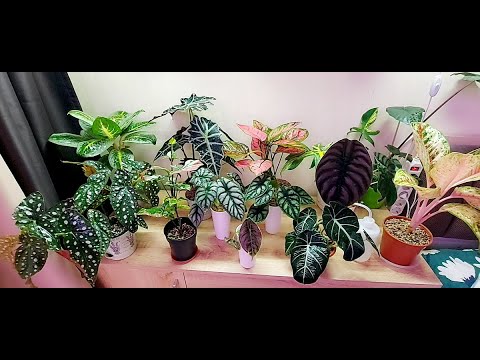 Видео: Цветочные новости!!! Новинки!!! Обзор комнатных растений в декабре 2022г. Часть 1